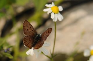 sli Bakr Gzeli (Lycaena tityrus)