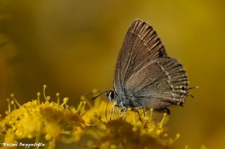 Sevbeni (Satyrium abdominalis)