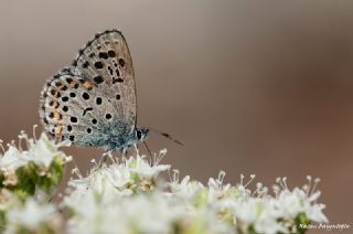 Bavius Mavisi (Pseudophilotes bavius)