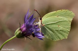 Kleopatra (Gonepteryx cleopatra)