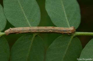 Tr almalar ([unknown genus] n/a)