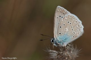 okgzl Dafnis (Polyommatus daphnis)