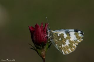 Yeni Beneklimelek (Pontia edusa)