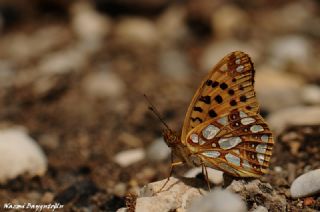 spanyol Kraliesi (Issoria lathonia)
