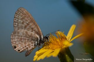 Mavi Zebra (Leptotes pirithous)