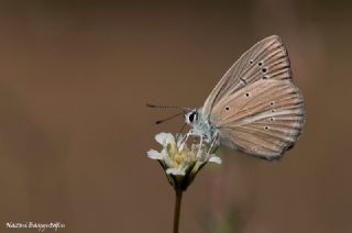 okgzl Anadolu Beyaz (Polyommatus menalcas)