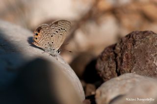 Mcevher Kelebei (Chilades trochylus)