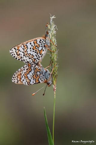 parhan (Melitaea cinxia)