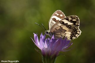 Anadolu Melikesi (Melanargia larissa)