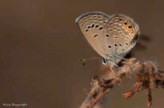 Mcevher Kelebei (Chilades trochylus)