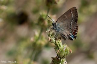 Gzel Sevbeni (Satyrium spini)