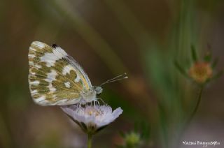 Yeni Beneklimelek (Pontia edusa)