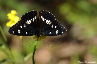 Akdeniz Hanmeli Kelebei (Limenitis reducta)