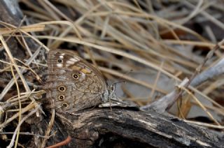 Aa Esmeri (Kirinia roxelana)