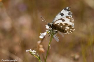 Yeni Beneklimelek (Pontia edusa)