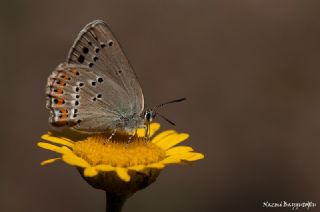 Kk Benekli Sevbeni (Satyrium ledereri )