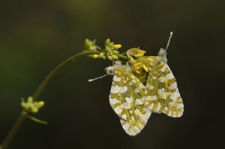 Da Oykls (Euchloe ausonia)