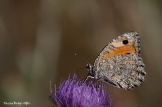 Anadolu Yalanccads (Pseudochazara anthelea)