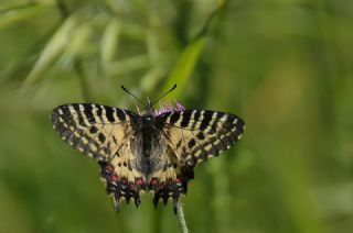 Orman Fistosu (Zerynthia cerisyi)
