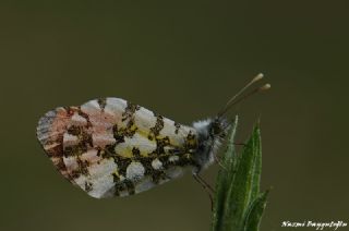 Turuncu Ssl (Anthocharis cardamines)