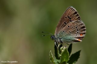 okgzl Gzel Mavi (Polyommatus bellis)