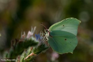 Orakkanat (Gonepteryx rhamni)