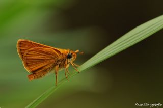 Sar Antenli Zpzp (Thymelicus sylvestris)