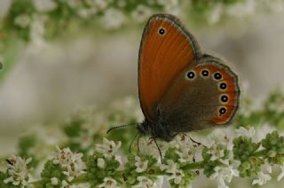 Rus Zpzp Perisi (Coenonympha leander)