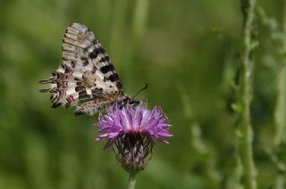 Orman Fistosu (Zerynthia cerisyi)
