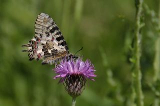 Orman Fistosu (Allancastria  cerisyi)