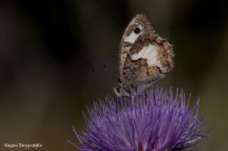 Anadolu Yalanccads (Pseudochazara anthelea)