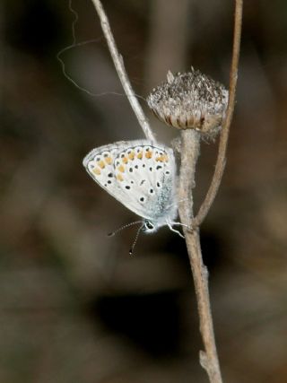 Tr almalar ([unknown genus] n/a)