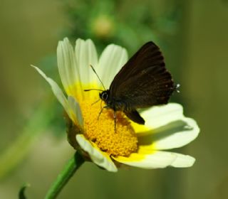 Byk Sevbeni (Satyrium ilicis)
