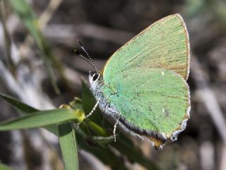 Zmrt (Callophrys rubi)