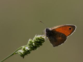 Kk Zpzp Perisi (Coenonympha pamphilus)