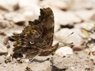 Yrtk Prtk (Polygonia c-album)