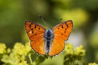 Byk Mor Bakr Gzeli (Lycaena alciphron)