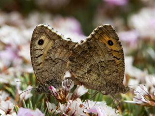Seyit (Arethusana arethusa)