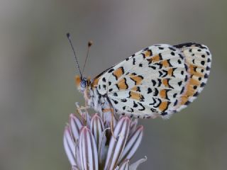 Gzel parhan (Melitaea syriaca)