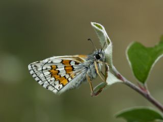 Sarbandl Zpzp (Pyrgus sidae)