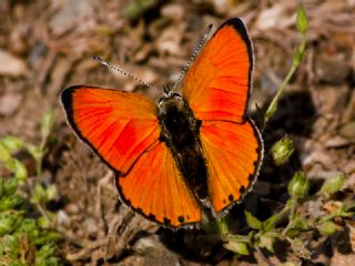 Alev Ategzeli (Lycaena kefersteinii)