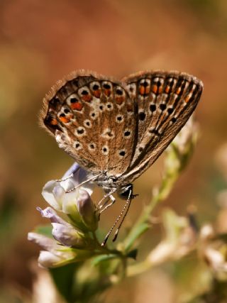 okgzl Mavi (Polyommatus icarus)