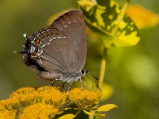 Byk Sevbeni (Satyrium ilicis)