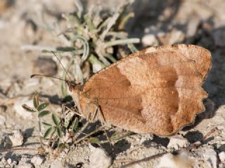 Cad (Chazara briseis)