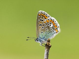 okgzl Mavi (Polyommatus icarus)