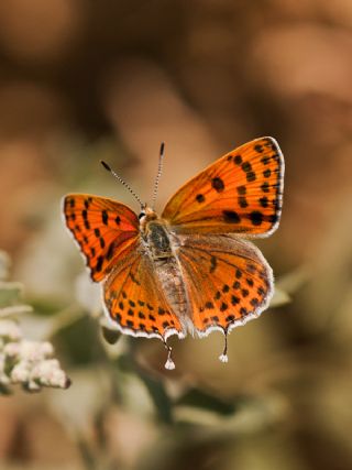 Kk Ate Gzeli (Lycaena thersamon)