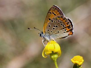 Kk Ate Gzeli (Lycaena thersamon)