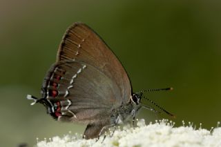 Byk Sevbeni (Satyrium ilicis)