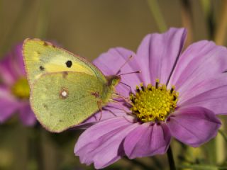 Sar Azamet (Colias croceus)