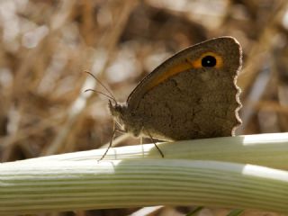 Esmerperi (Hyponephele lupina)